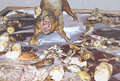 Cochon sur canapé