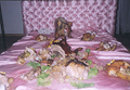 Cochon sur canapé