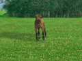 Animal Motion Planet