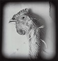 Rivas. Pollo